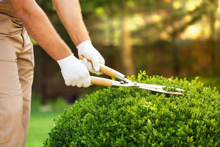 Garden Maintenance